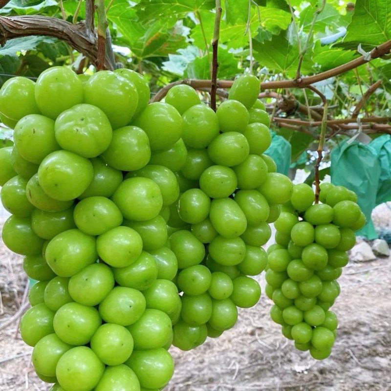 阳光玫瑰葡萄大果粒甜度佳坐标金华市金东区