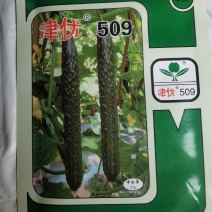春秋露地黄瓜新品种津优509油亮顺直绿肉产量高
