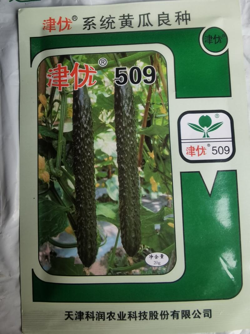 春秋露地黄瓜新品种津优509油亮顺直绿肉产量高