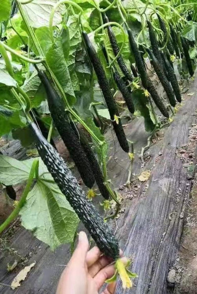 春秋露地黄瓜新品种津优509油亮顺直绿肉产量高