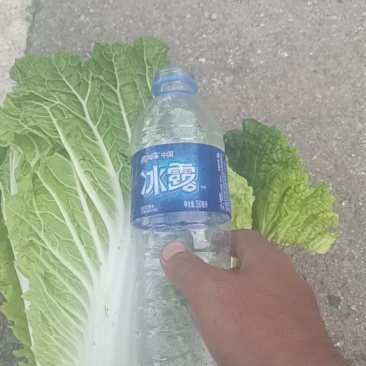 白菜