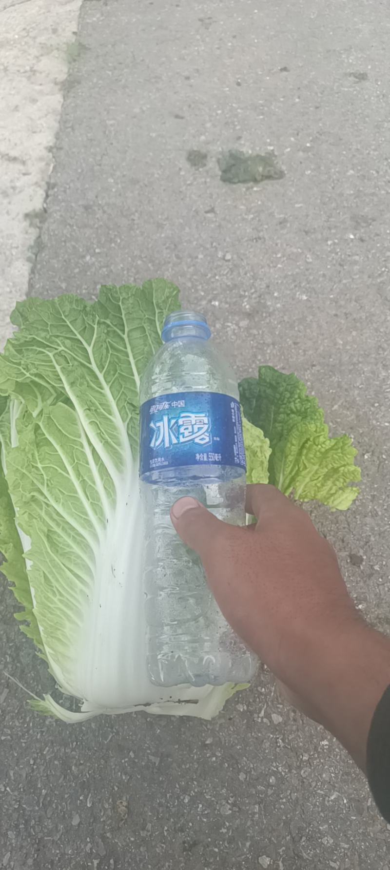 白菜