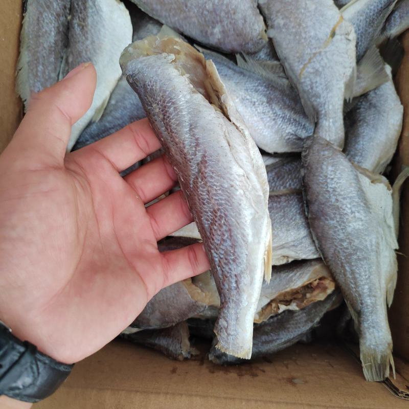 个大肉肥的大黄花