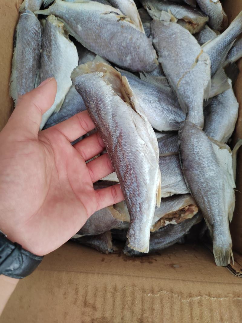 个大肉肥的大黄花