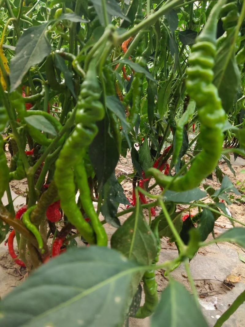 甘肃甘谷优质辣椒红线椒，基地生态种植，无污染，品质保证！