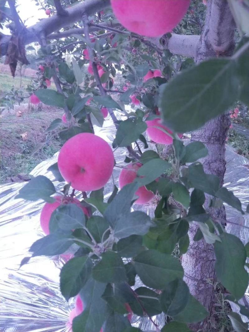 【富硒苹果】精选宁夏中卫富硒苹果沙坡头苹果实力代办鲜货供应