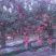 【富硒苹果】精选宁夏中卫富硒苹果沙坡头苹果实力代办鲜货供应