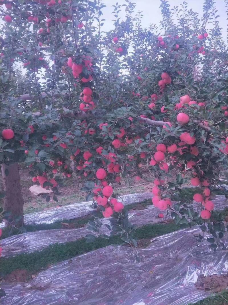 【富硒苹果】精选宁夏中卫富硒苹果沙坡头苹果实力代办鲜货供应