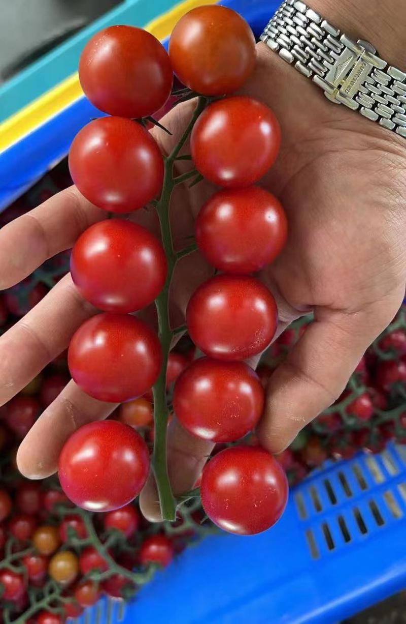 串收樱桃番茄，串番茄，串收小番茄，全年供应，基地直发