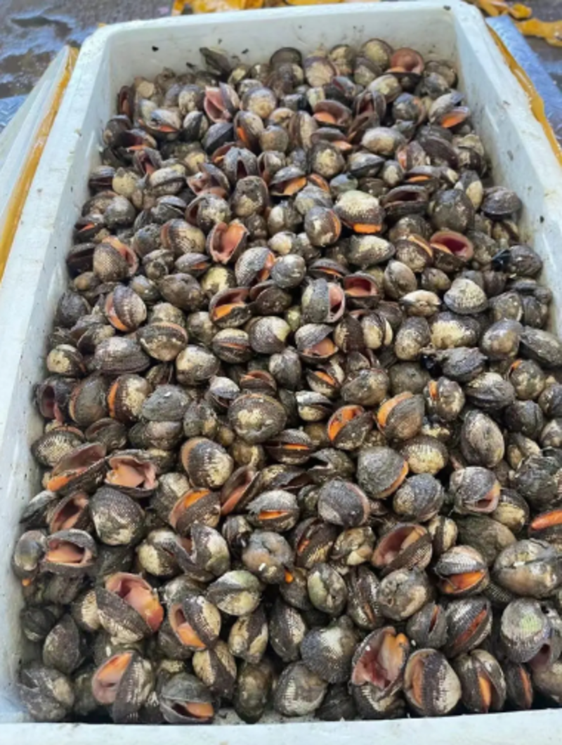 小赤贝池塘养殖毛蛤，品质上乘，供应自助餐，海鲜大咖