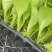 白菜苗耐热抗病大白菜苗越夏耐潮湿高产抗病毒