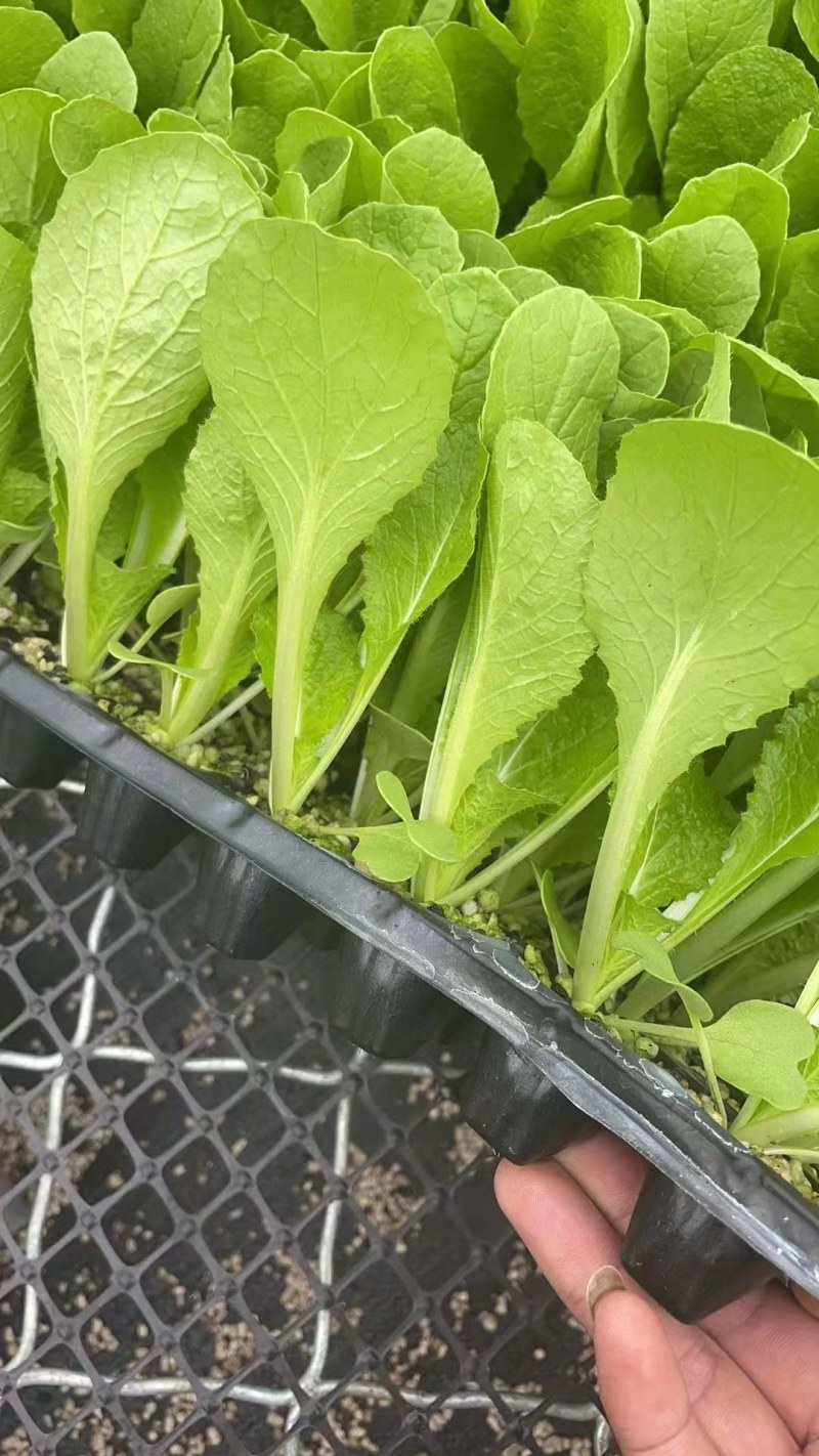 白菜苗耐热抗病大白菜苗越夏耐潮湿高产抗病毒