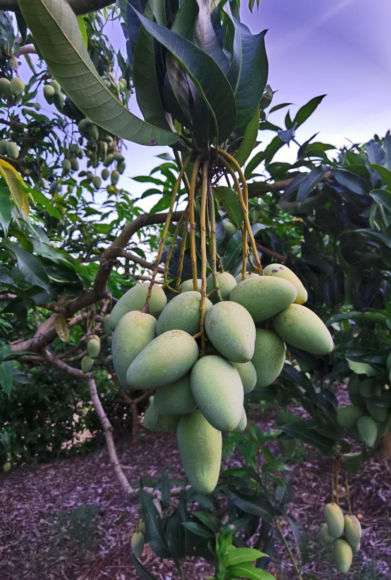 广西甜心小台芒，小巧玲珑，口感甜蜜，欢迎走量，价格美丽