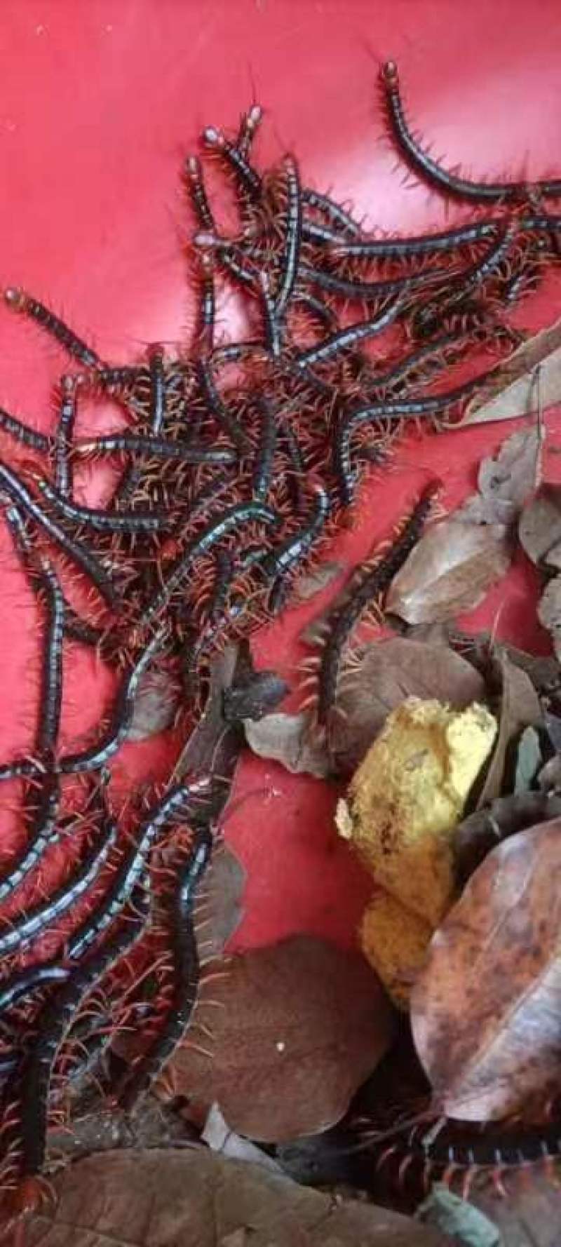 蜈蚣活体蜈蚣常年随时有货，全国发货，一手货源