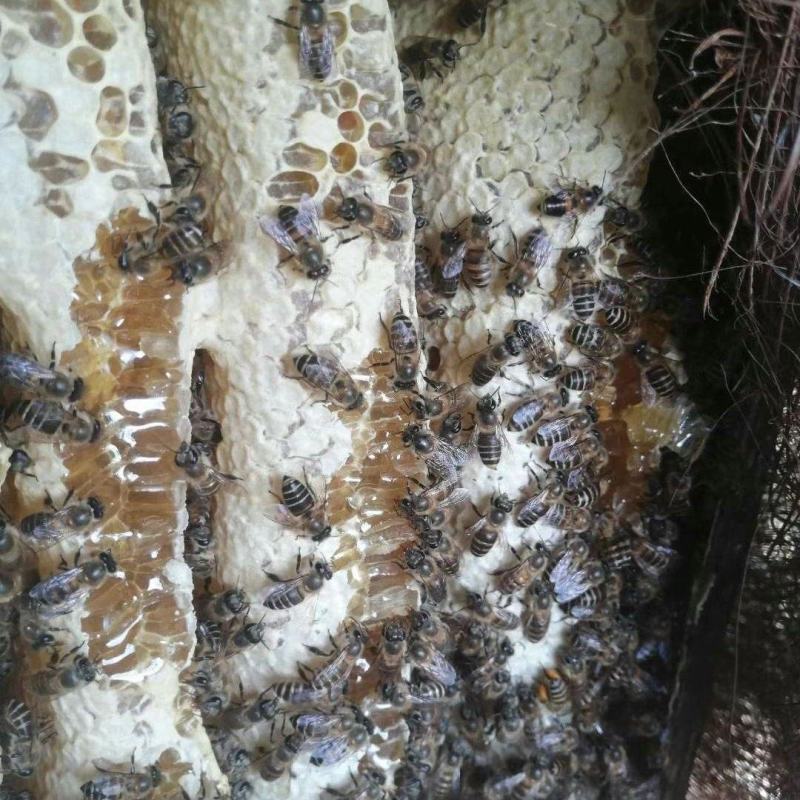 长期有土养蜂蜜出售欢迎订购