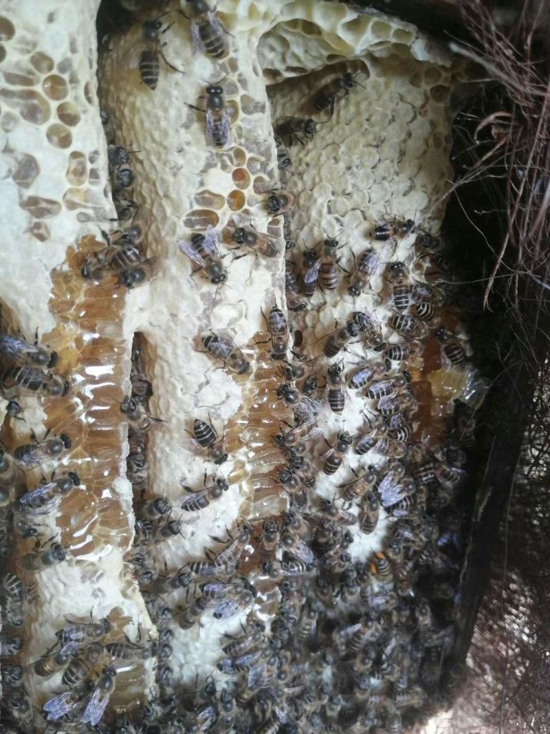 长期有土养蜂蜜出售欢迎订购