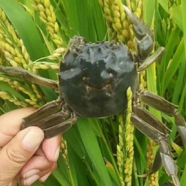 盘锦稻田河蟹