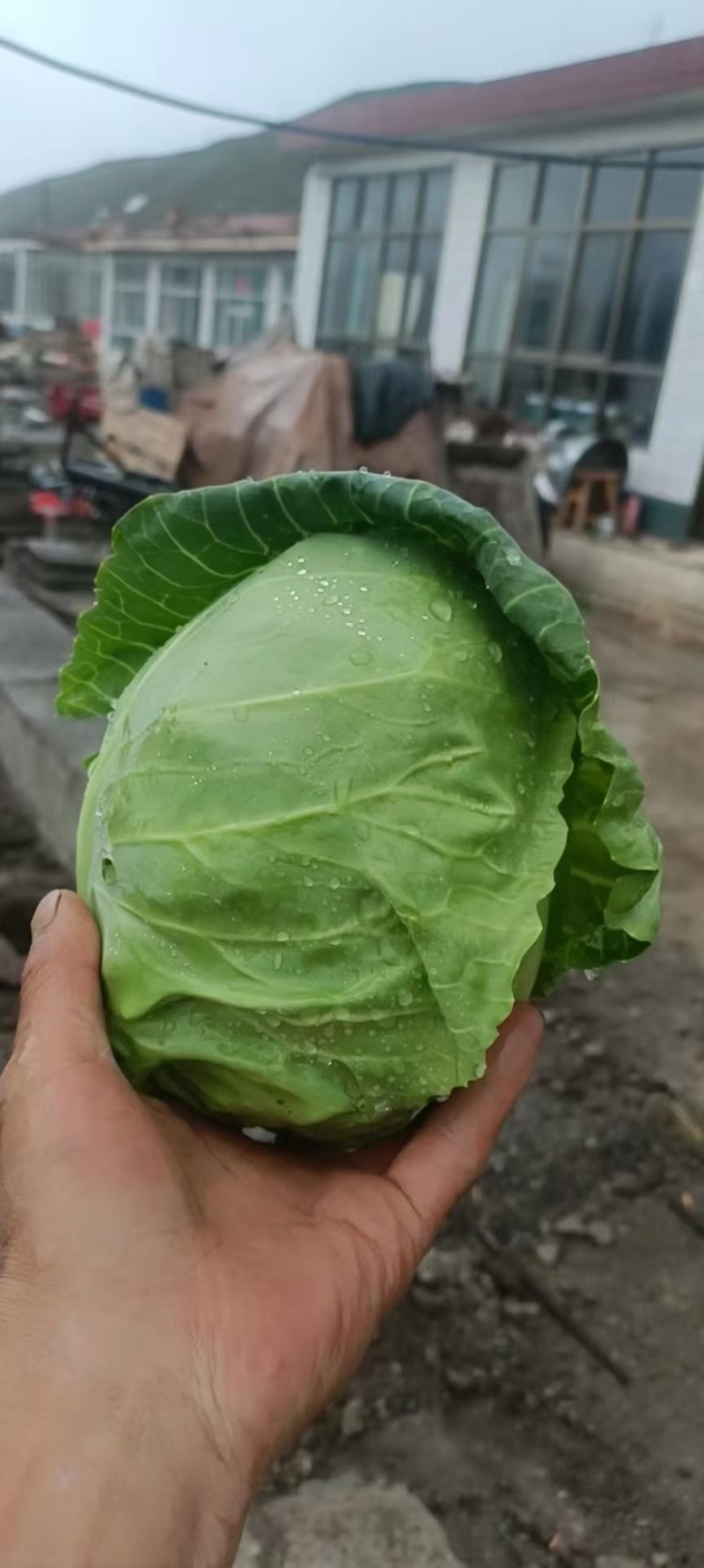 精品莲花菜（甘蓝）大量上市中，稳定发货欢迎老板前来采购