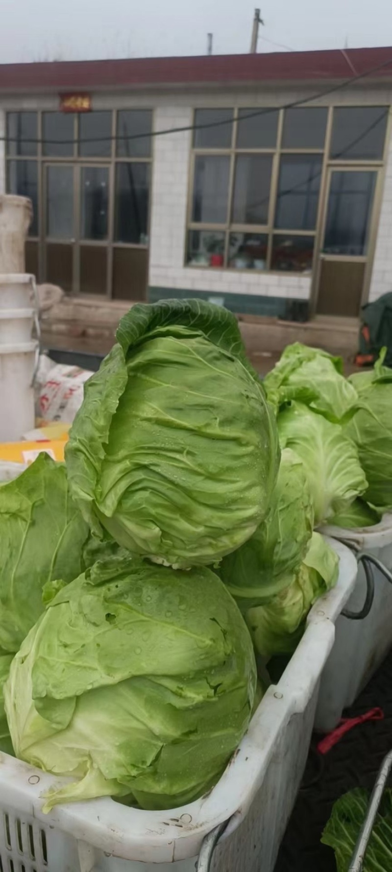 精品莲花菜（甘蓝）大量上市中，稳定发货欢迎老板前来采购