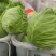 精品莲花菜（甘蓝）大量上市中，稳定发货欢迎老板前来采购