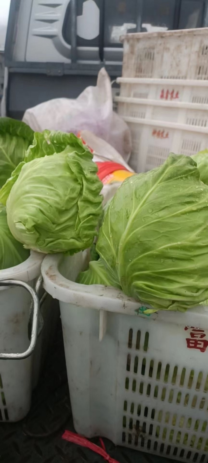精品莲花菜（甘蓝）大量上市中，稳定发货欢迎老板前来采购
