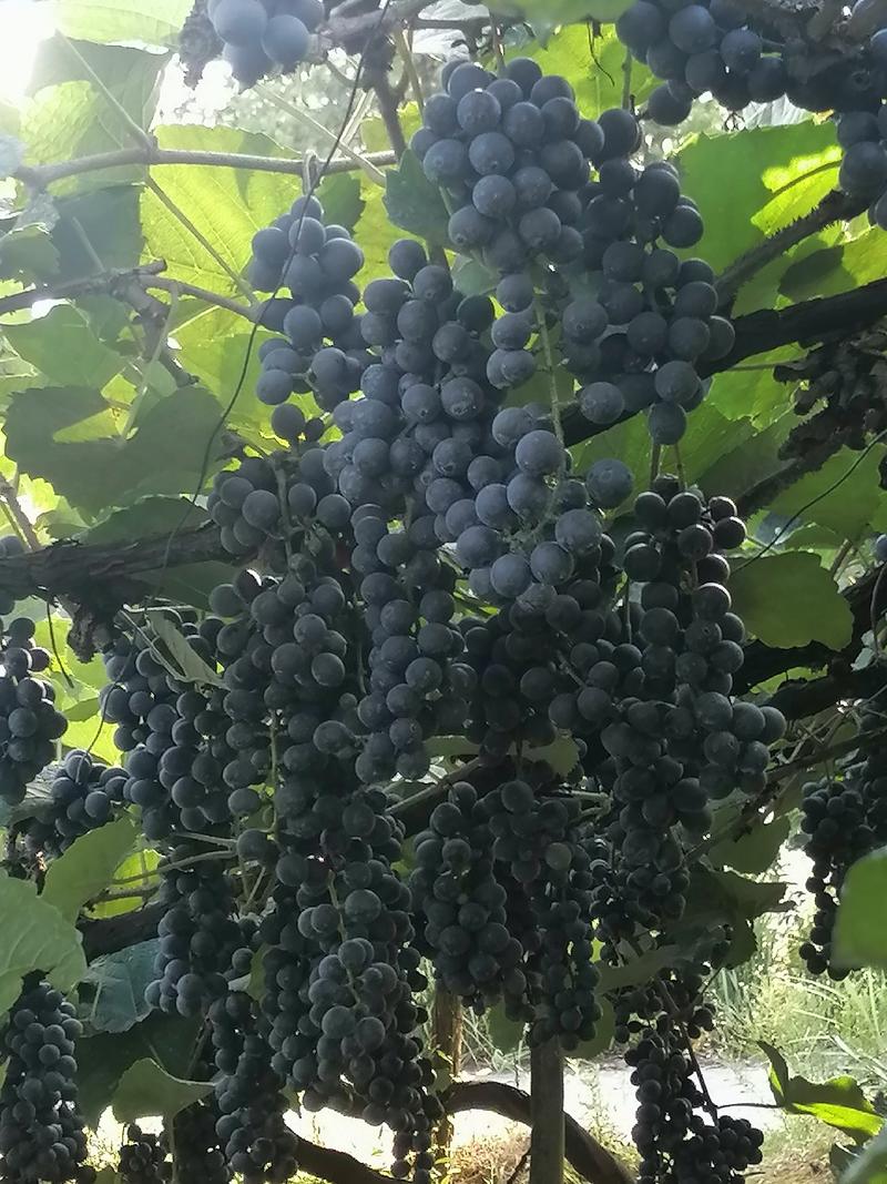 夏黑葡萄，高山二号葡萄，紫秋葡萄大量上市！
