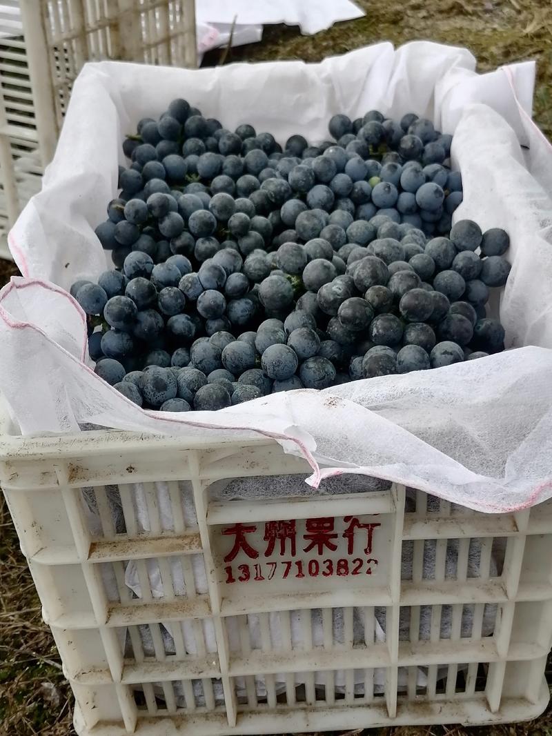 夏黑葡萄，高山二号葡萄，紫秋葡萄大量上市！