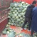 精品莲花菜（甘蓝）大量上市中，稳定发货欢迎老板前来采购