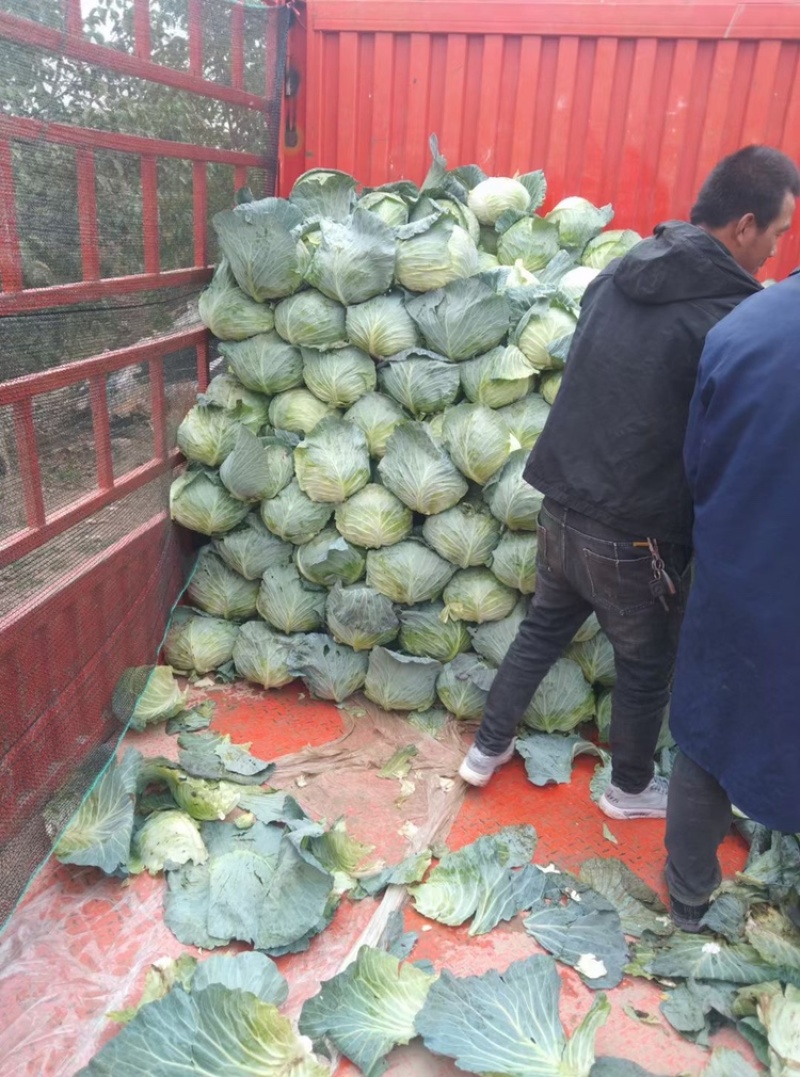 精品莲花菜（甘蓝）大量上市中，稳定发货欢迎老板前来采购