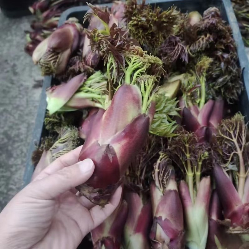 红刺脑苞，刺龙苞，刺嫩芽