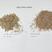 绿肥鼠茅草种子果园绿肥种子抑制杂草改善土壤鼠茅草种籽