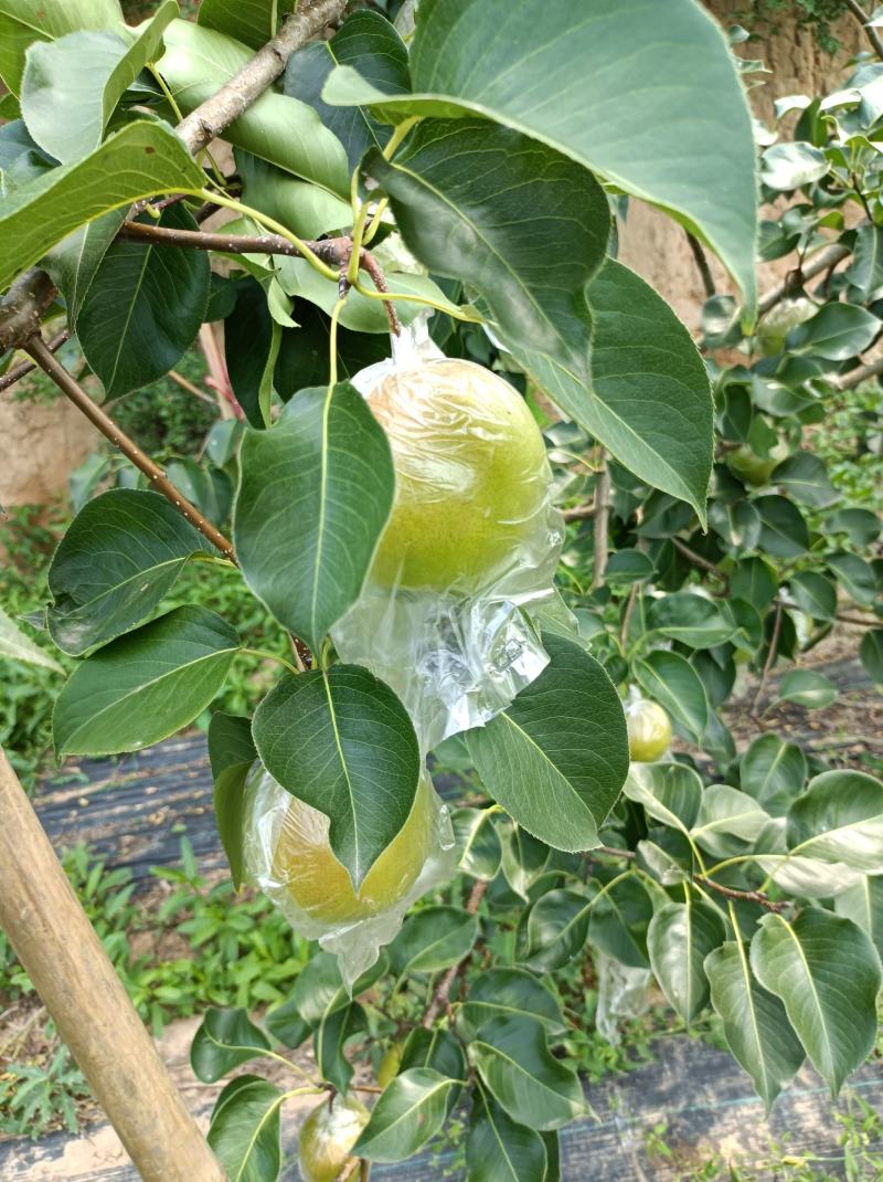 翡翠梨上市了