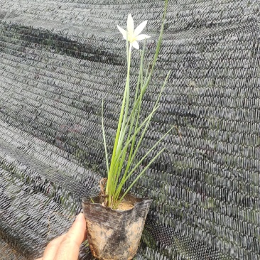 白花葱兰，品质优良，价格实惠，自产自销，诚信经营，