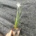 白花葱兰，品质优良，价格实惠，自产自销，诚信经营，