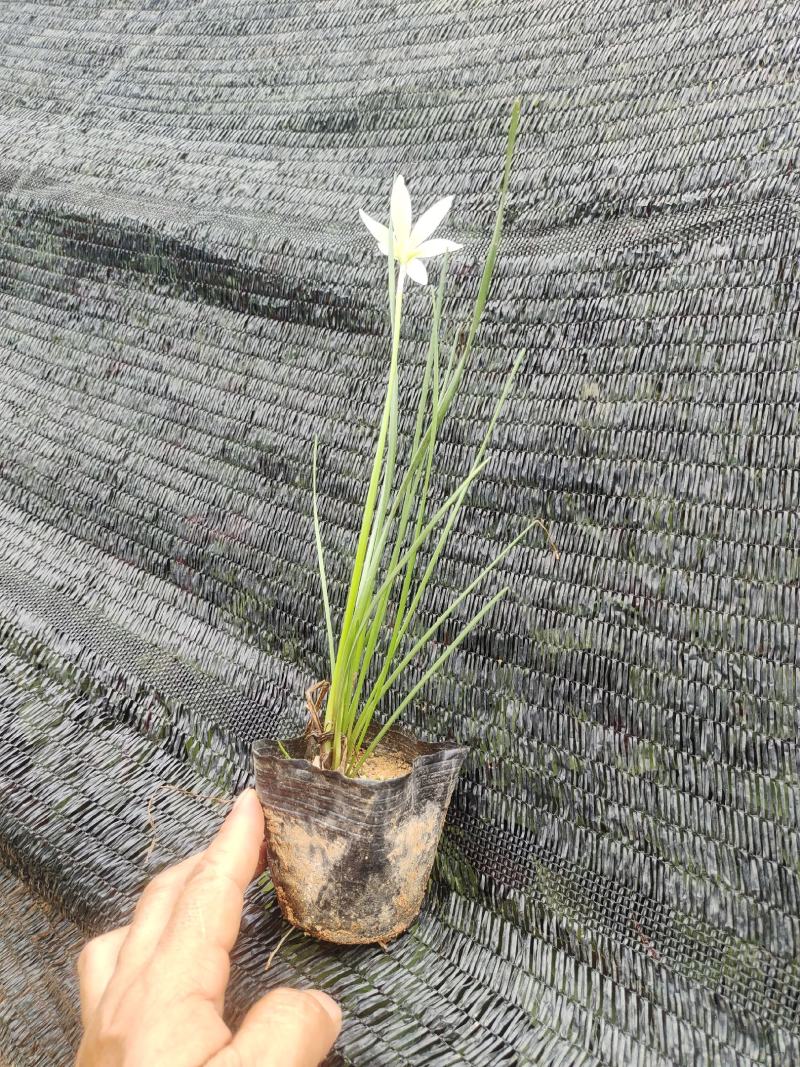 白花葱兰，品质优良，价格实惠，自产自销，诚信经营，