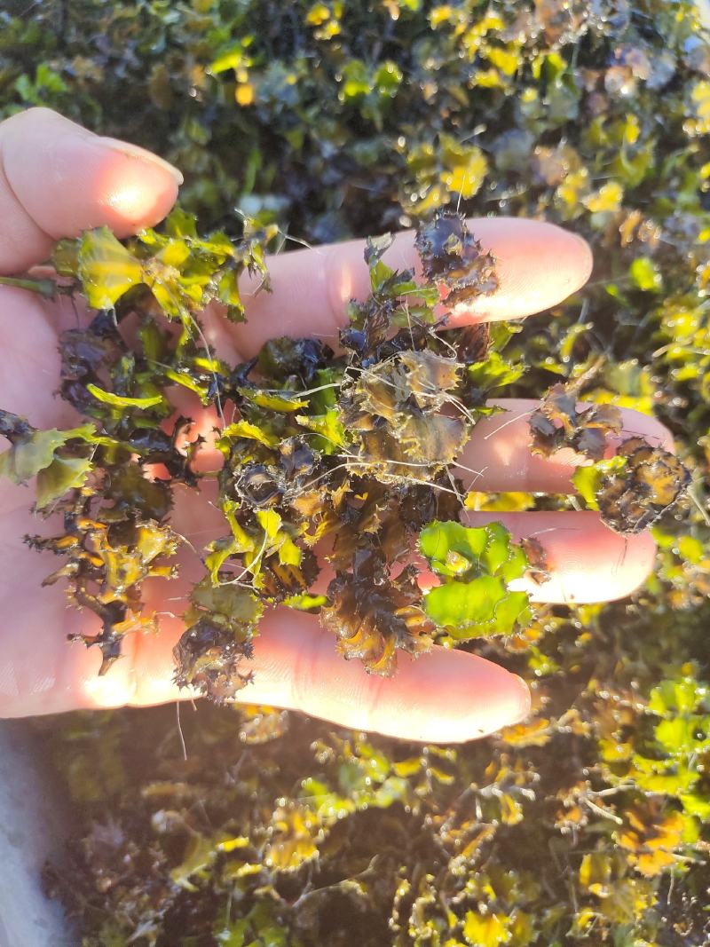 麦黄草