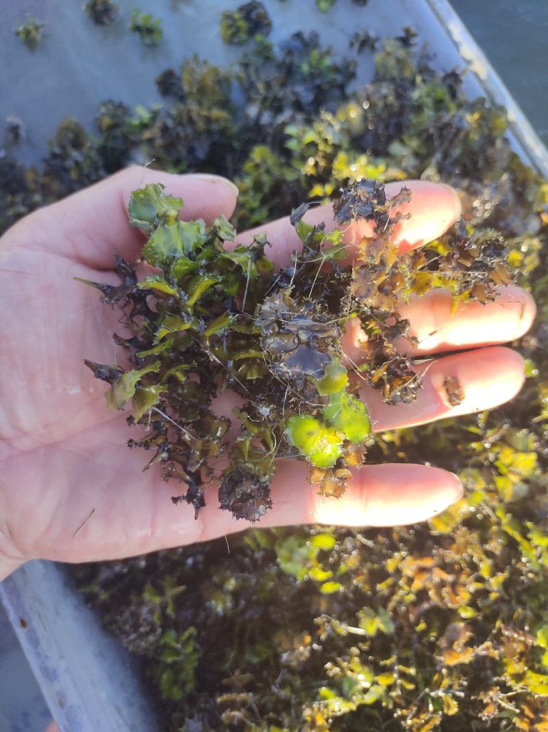 麦黄草
