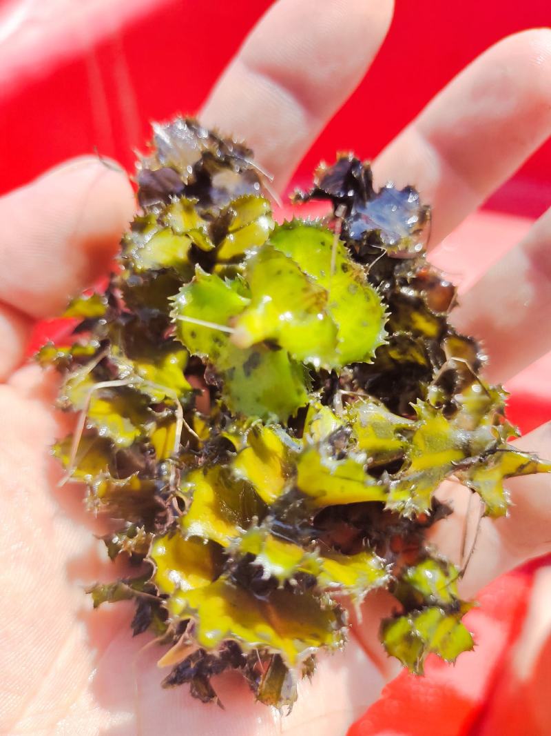 麦黄草
