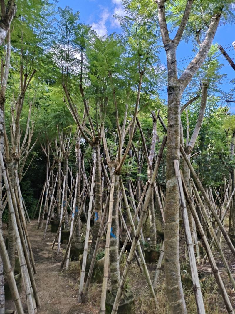 南洋楹！广东省揭阳市榕城区供应商！