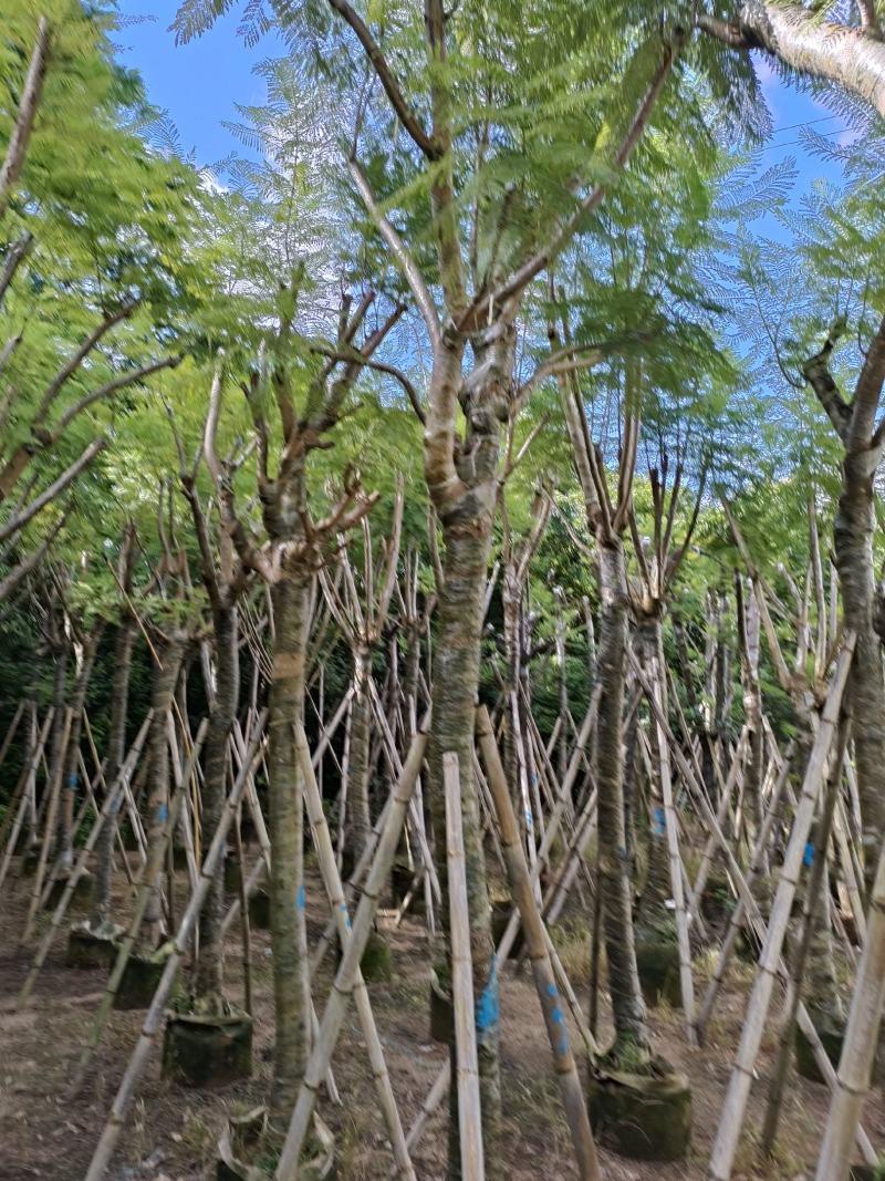 南洋楹！广东省揭阳市榕城区供应商！