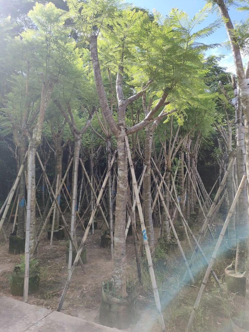 南洋楹！广东省揭阳市榕城区供应商！
