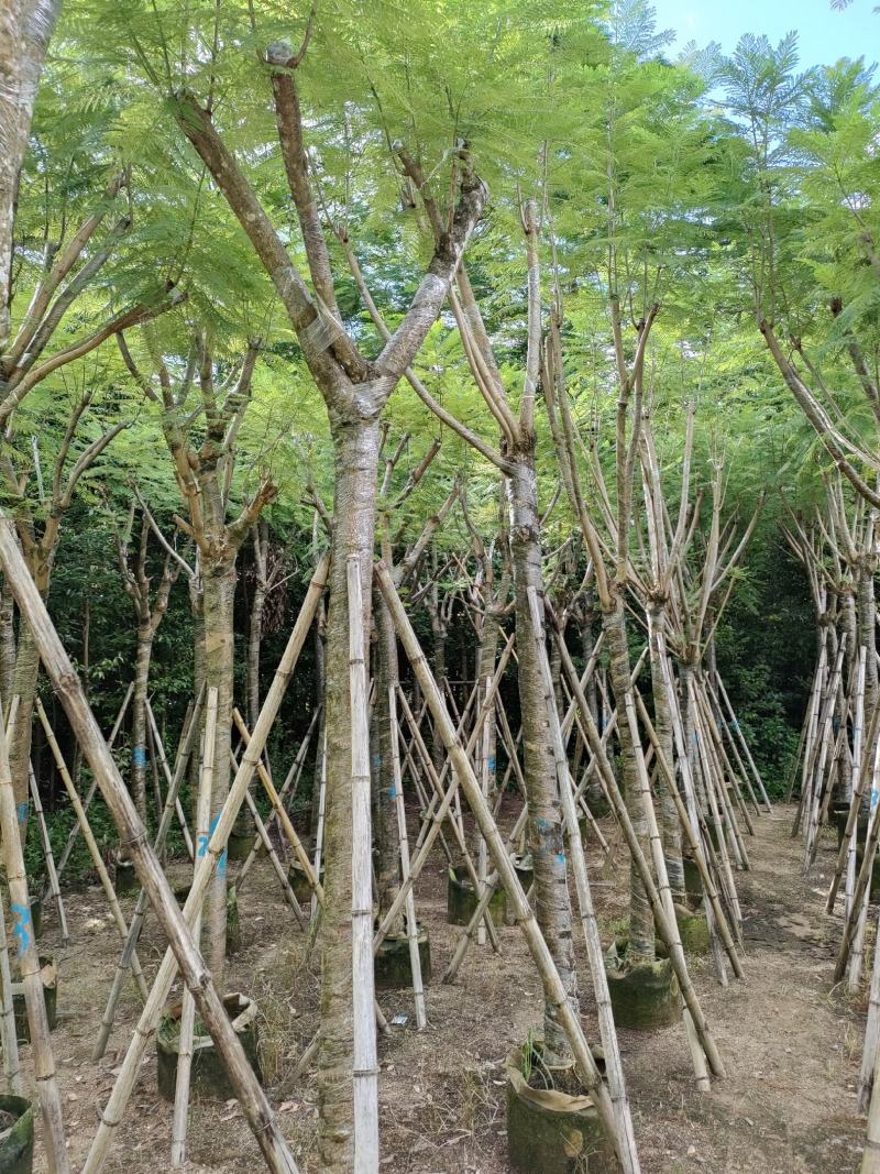 南洋楹！广东省揭阳市榕城区供应商！