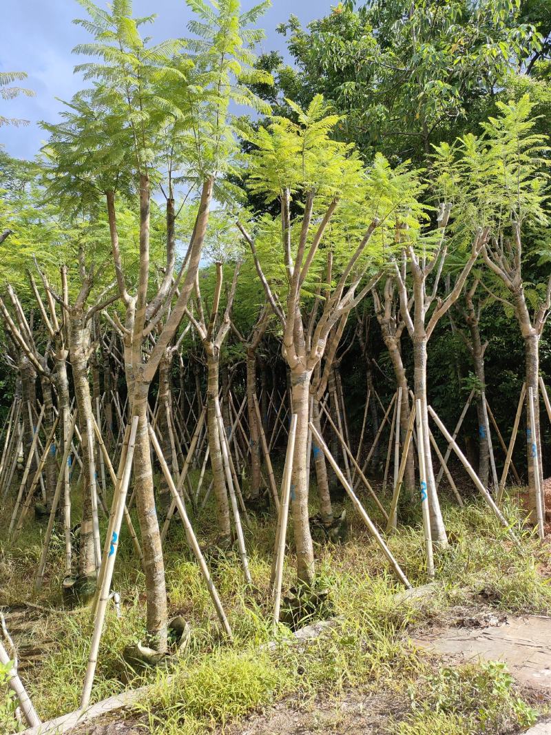 南洋楹！广东省揭阳市榕城区供应商！