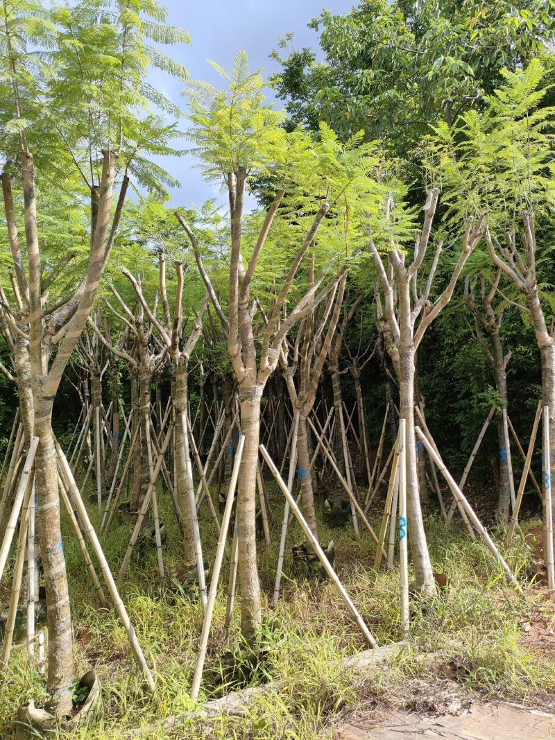 南洋楹！广东省揭阳市榕城区供应商！