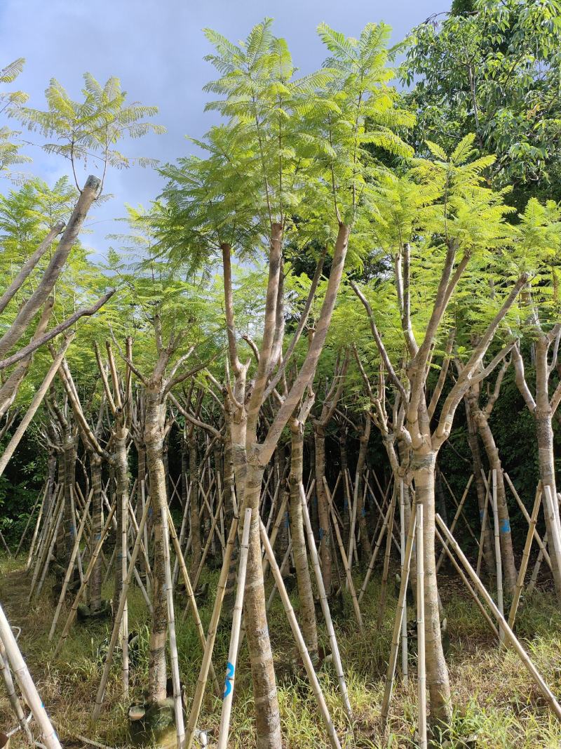 南洋楹！广东省揭阳市榕城区供应商！