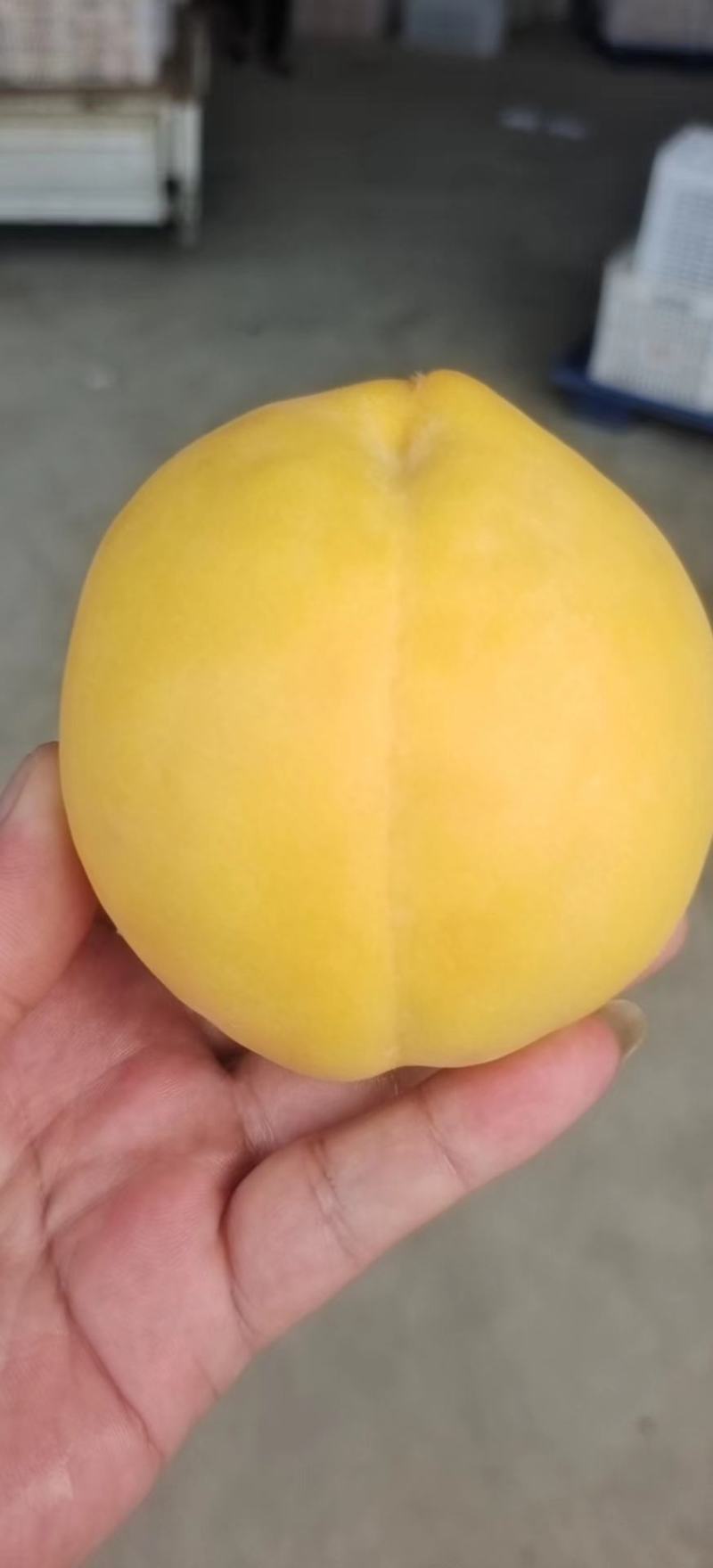 蒙阴黄桃
