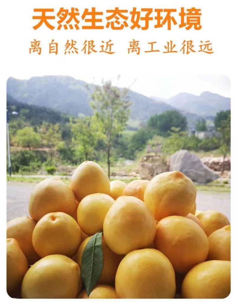 蒙阴黄桃