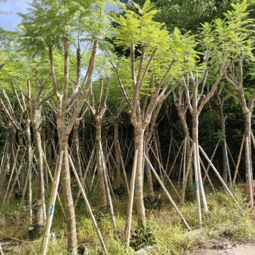 南洋楹！广东省揭阳市榕城区供应商！