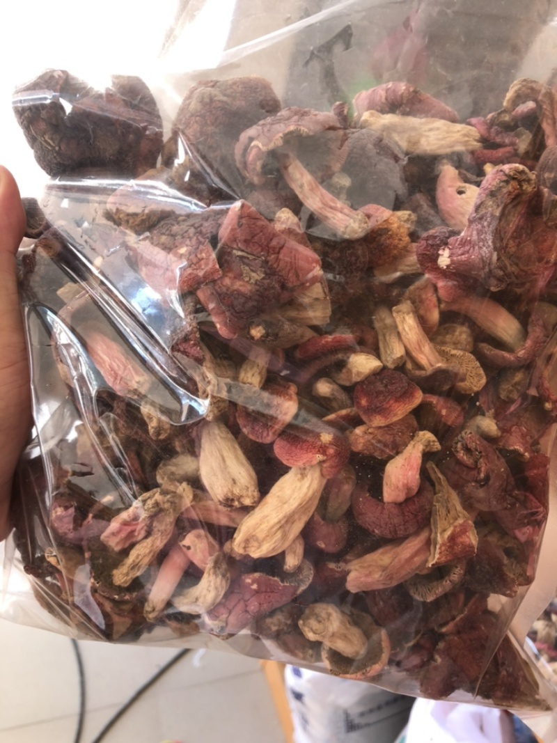 广西野生红菇红菌红椎菌