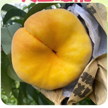 黄金蟠桃